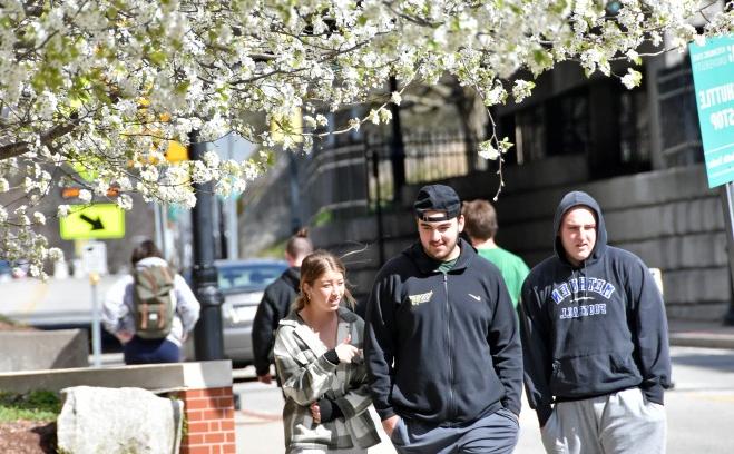 Three students walking on campus near Hammond with white flowering tree overhead